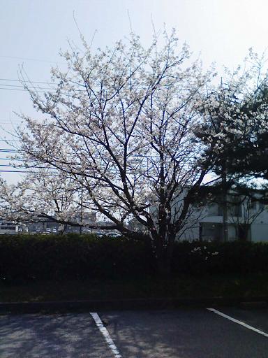 県桜.JPG